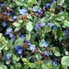 Plumbago, Dwarf