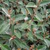 Elaeagnus or Silverbery