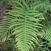 Fern, River