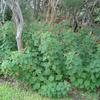 Turk's Cap