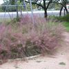 Grass, Gulf Muhly