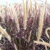 Grass, Purple Fountain