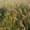 Grass, Dwarf Hameln