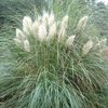 Grass, Pampas Dwarf