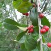 Holly, Possumhaw Yaupon