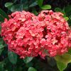 Ixora