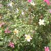 Rose, Mutabilis