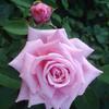 Rose, Belinda's Dream