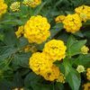 Lantana, Gold