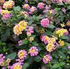 Lantana, Confetti