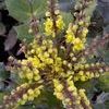 Mahonia, Leather Leaf