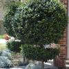 Ligustrum, Waxleaf