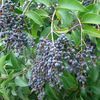 Ligustrum, Japanese