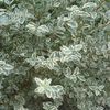 Ligustrum, Variegated Privet