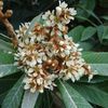 Loquat, Japanese Plum