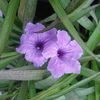 Ruellia, Katie Mexican Petunia