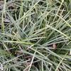 Monkey Grass