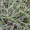 Monkey Grass