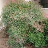 Nandina, Domestic