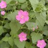 Pavonia, Rock Rose
