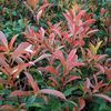 Photinia x fraseri