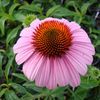 Cone Flower
