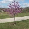 Redbud, Texas
