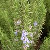 Rosemary