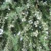 Rosemary, Weeping