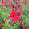 Salvia, Greggii Red