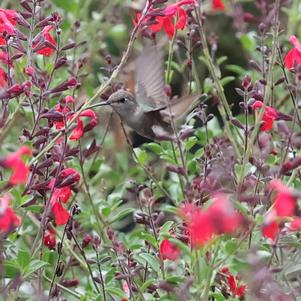 Salvia, Greggii Red