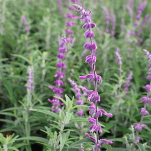 Salvia, leucantha