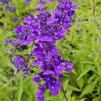 Salvia, Mealy Blue Sage