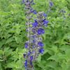 Salvia, Indigo Spires