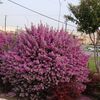 Texas Sage, Compact