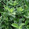 Texas Sage, Greencloud