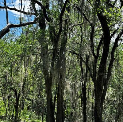 Tillandsia usneoides 