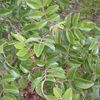 Sumac, Evergreen