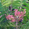 Sumac, Flameleaf