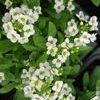 Alyssum, Sweet