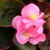 Begonia