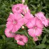 Dianthus