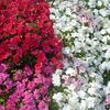 Impatiens