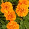 Marigold