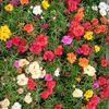 Moss Rose