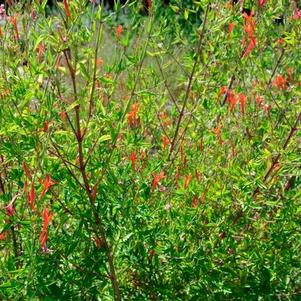 Anisacanthus quadrifidus var. Flame