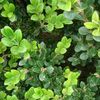 Boxwood, Wintergem