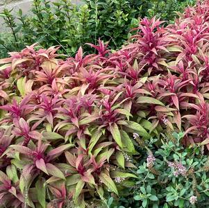 Celosia Dragon's Breath