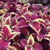 Coleus, Mixed