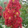 Crape Myrtle, Dynamite